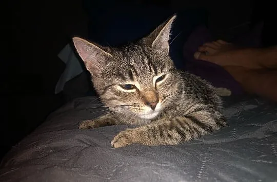 Lidka