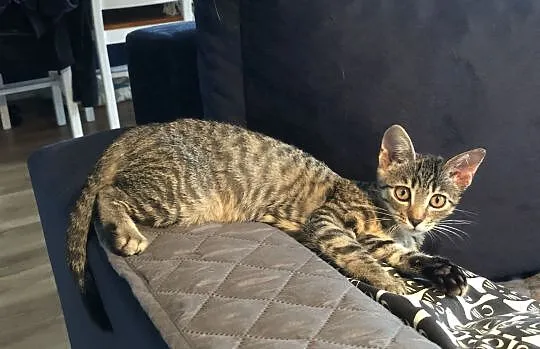 Lidka