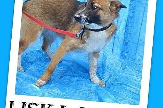 7kg,mła,delikatna,przyjazna,łagodna suczka LISKA.Adopcja,  małopolskie Kraków