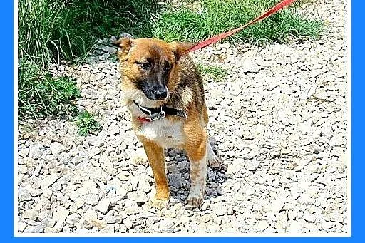 7kg,mła,delikatna,przyjazna,łagodna suczka LISKA.A
