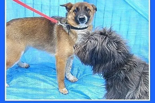 7kg,mła,delikatna,przyjazna,łagodna suczka LISKA.A