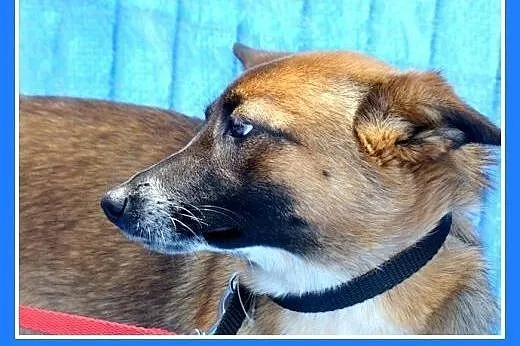 7kg,mła,delikatna,przyjazna,łagodna suczka LISKA.A