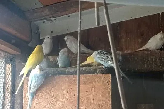 Papugi faliste, Podkarpackie, Jadachy
