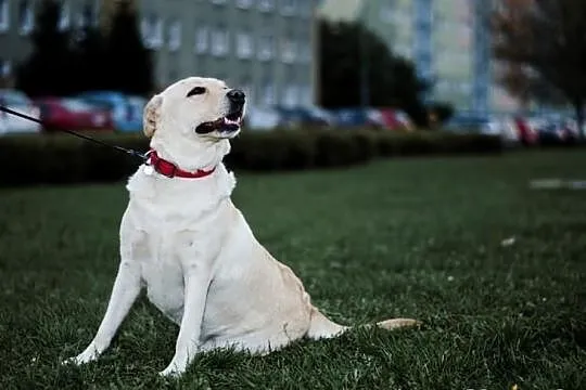 Biszkoptowa suczka Sonia szuka domu