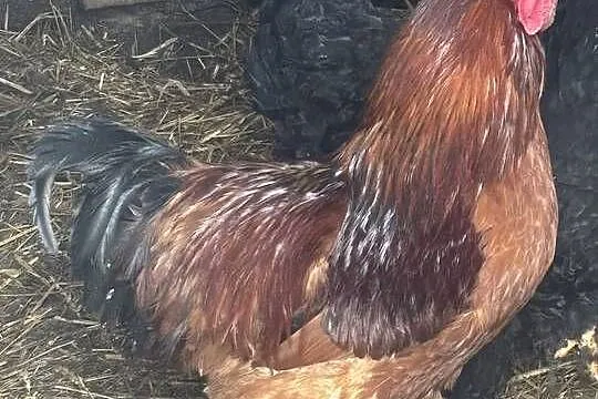 Kogut zwykły i kogut kochin olbrzymi, Lubelskie, Uchanie