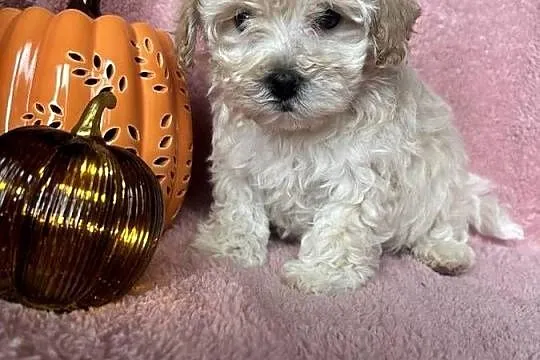Maltipoo piesek F1 biszkoptowy