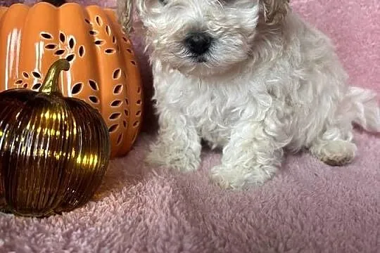 Maltipoo piesek F1 biszkoptowy, Śląskie, Częstochowa