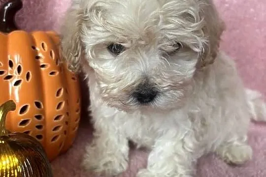 Maltipoo piesek F1 biszkoptowy, Śląskie, Częstochowa