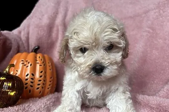 Maltipoo piesek F1 biszkoptowy, Śląskie, Częstochowa