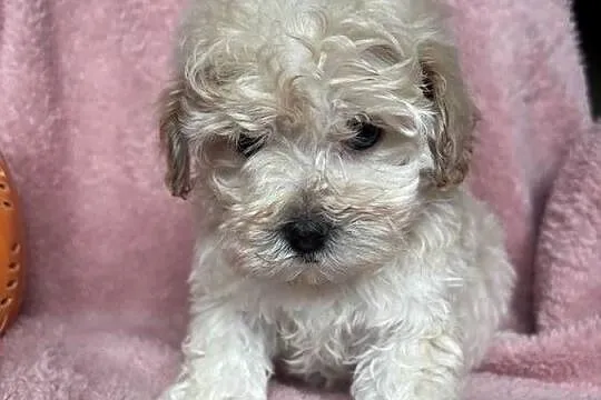 Maltipoo piesek F1 biszkoptowy, Śląskie, Częstochowa