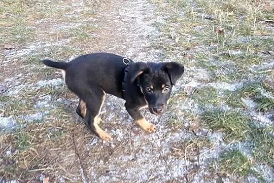 Tola śliczna maleńka suczka szuka domu