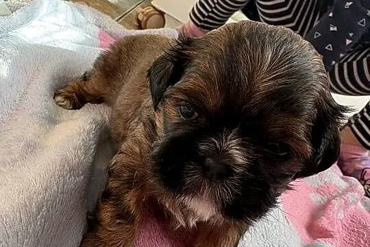 Piesek shih tzu do rezerwacji