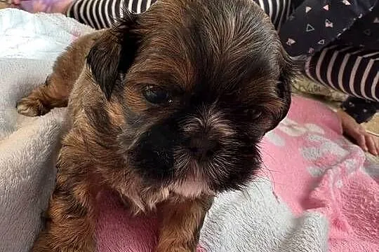 Piesek shih tzu do rezerwacji, Mazowieckie, Lekowo