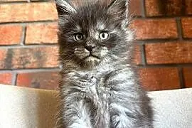 Maine Coon - Orion