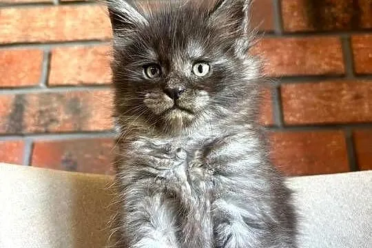 Maine Coon - Orion