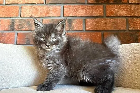 Maine Coon - Orion, Kujawsko-pomorskie, Szembruk