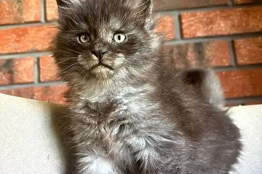 Maine Coon - Orion, Kujawsko-pomorskie, Szembruk
