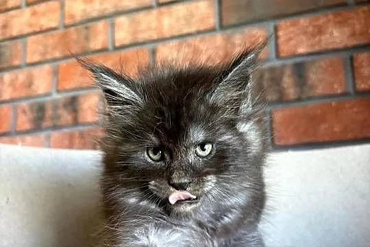 Maine Coon - Orion, Kujawsko-pomorskie, Szembruk