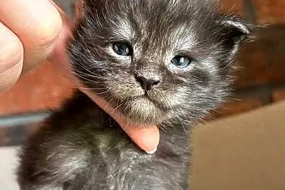 Maine Coon - Orion, Kujawsko-pomorskie, Szembruk