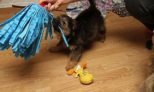 Bober- super szczeniak - do adopji , mazowieckie