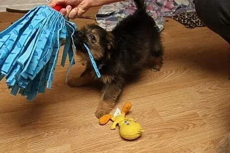 Bober- super szczeniak - do adopji , mazowieckie Warszawa