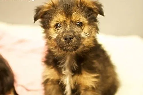 Bober- super szczeniak - do adopji ,  mazowieckie 