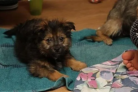 Bober- super szczeniak - do adopji ,  mazowieckie 