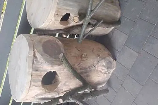 Budka lęgowa dla papug