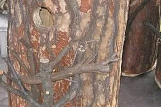 Budka lęgowa dla papug, Śląskie, Wodzisław Śląski