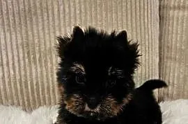 Piękny York - Black and Tan