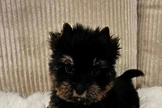 Piękny York - Black and Tan
