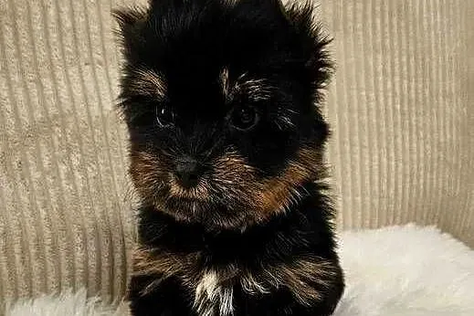 Piękny York - Black and Tan, Wielkopolskie, Poznań