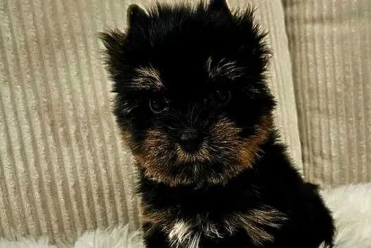 Piękny York - Black and Tan, Wielkopolskie, Poznań