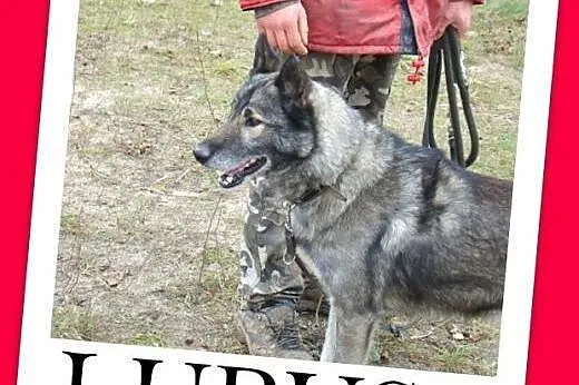 Owczarek niem.mix,wilczasty,przyjazny,łagodny pies