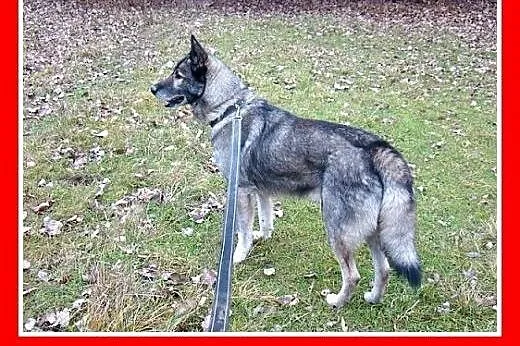 Owczarek niem.mix,wilczasty,przyjazny,łagodny pies