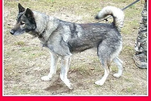 Owczarek niem.mix,wilczasty,przyjazny,łagodny pies