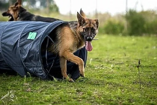 Suczka w typie owczarka, kochana WŁADZIA nie ma domu! Kto adoptuje?,  mazowieckie Warszawa