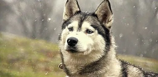 Queeni - cudowny mix husky czeka na aktywny dom,