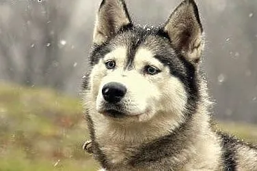 Queeni - cudowny mix husky czeka na aktywny dom,  
