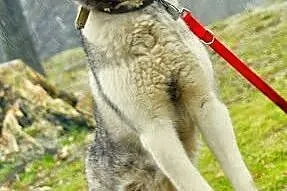 Queeni - cudowny mix husky czeka na aktywny dom,  