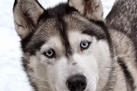 Queeni - cudowny mix husky czeka na aktywny dom,  