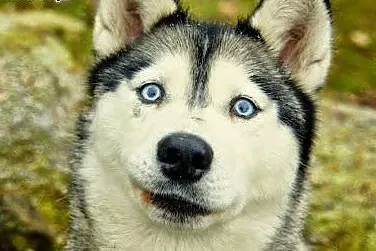 Queeni - cudowny mix husky czeka na aktywny dom,  