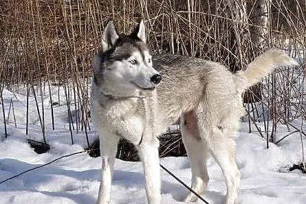Queeni - cudowny mix husky czeka na aktywny dom,  