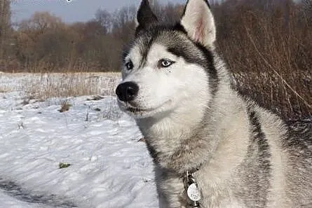 Queeni - cudowny mix husky czeka na aktywny dom,  