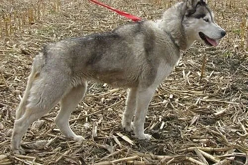 Queeni - cudowny mix husky czeka na aktywny dom,  