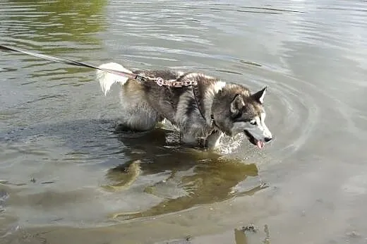 Queeni - cudowny mix husky czeka na aktywny dom,  