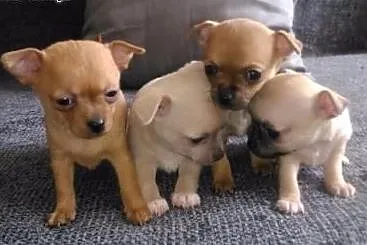 Chihuahua miniaturki szczeniaki sprzedam,  lubuski
