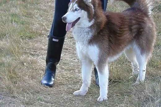 TOKAY  2-letni  husky szuka domu,  dolnośląskie Wrocław