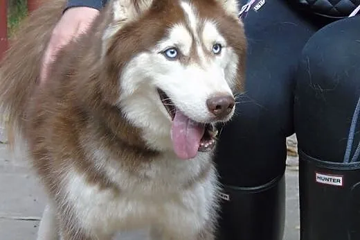 TOKAY  2-letni  husky szuka domu,  dolnośląskie Wr
