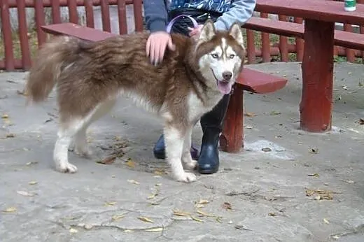 TOKAY  2-letni  husky szuka domu,  dolnośląskie Wr